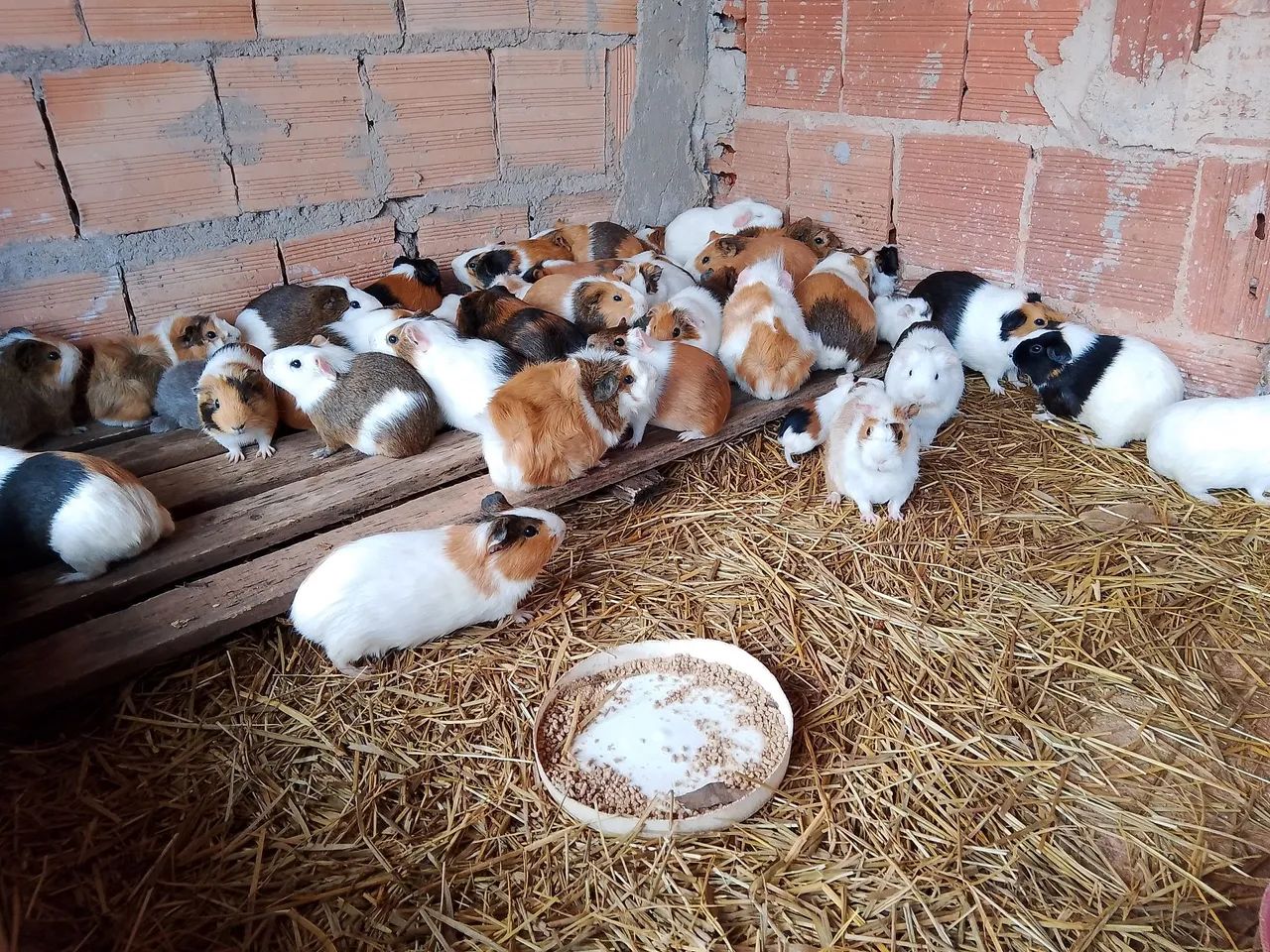 PORQUINHO DA ÍNDIA  - Foto 2