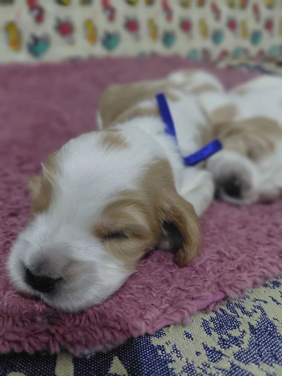 Filhote de cocker spaniel 