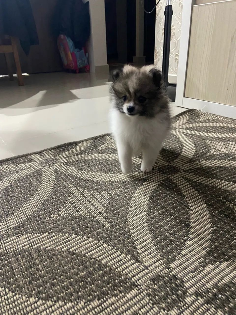 Lulu da pomeranea  - Foto 2