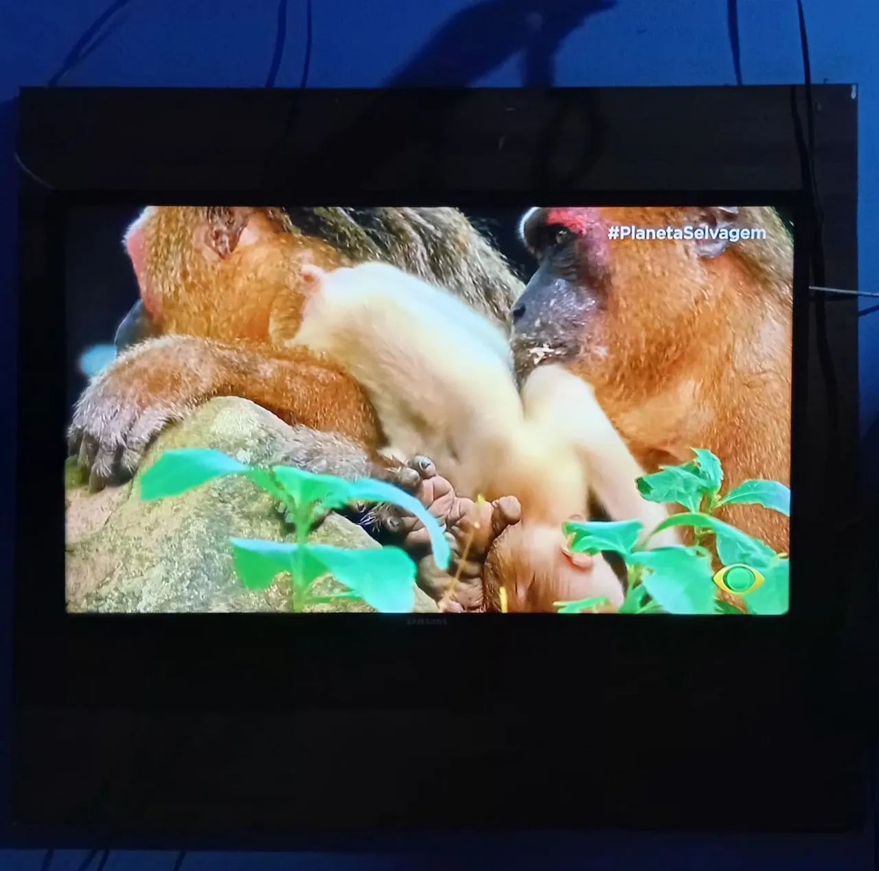Televisão TV 40 Polegadas + Painel de Parede - Foto 4