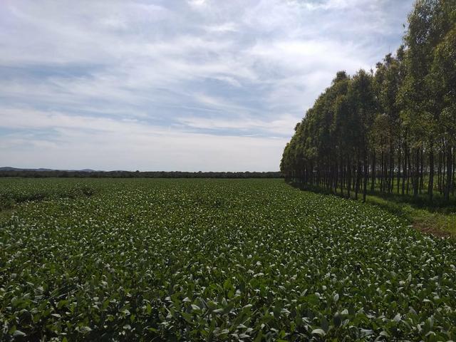 Fazenda para Soja com 6.200 hectares - Foto 6