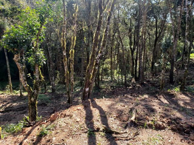 Chácara Agudos do Sul - 50 mts da Br c/ Tanque e rio - Foto 19