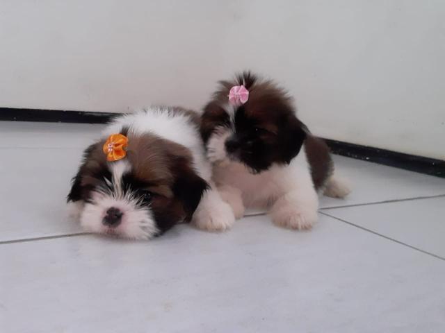 Lindas fêmeas de shih tzu mini - Foto 3