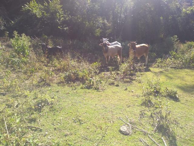 Fazenda e Cotas para Reposição Florestal - Foto 19