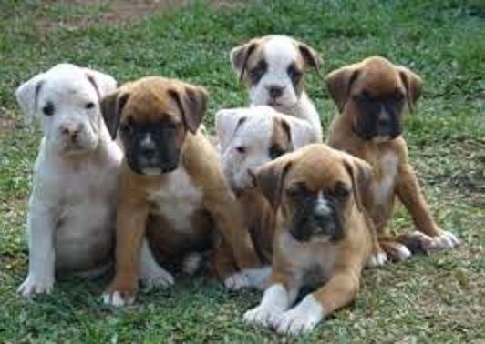 Lindos Filhotes Boxer - Foto 2