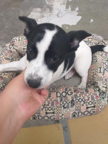 Doação de dog - Foto 3