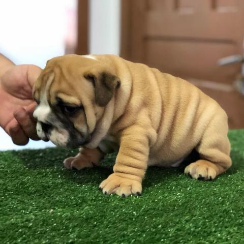 Bulldog Inglês filhotes fêmeas - Foto 2