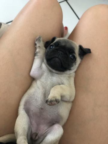 Pug