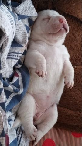 Filhotes de Sharpei - Foto 4