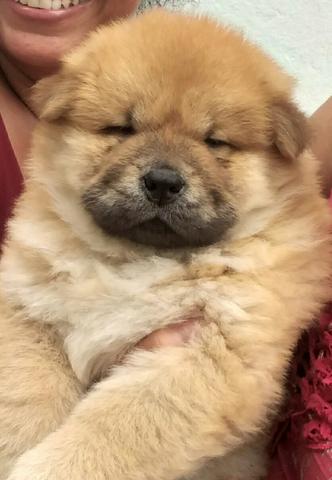 Macho porte pesado urso