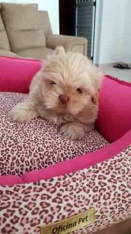 Filhote de shihtzu - Foto 3