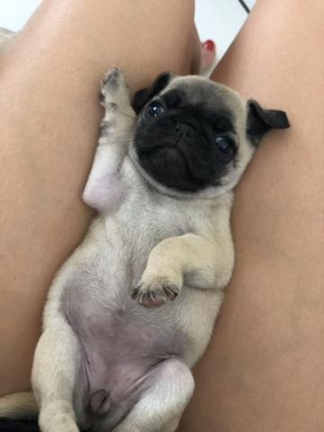Pug - Foto 2