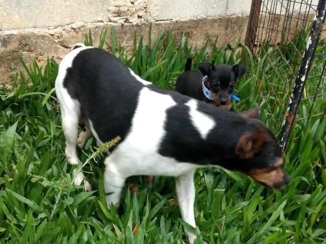 Fox Paulistinha X Pinscher Machinhos