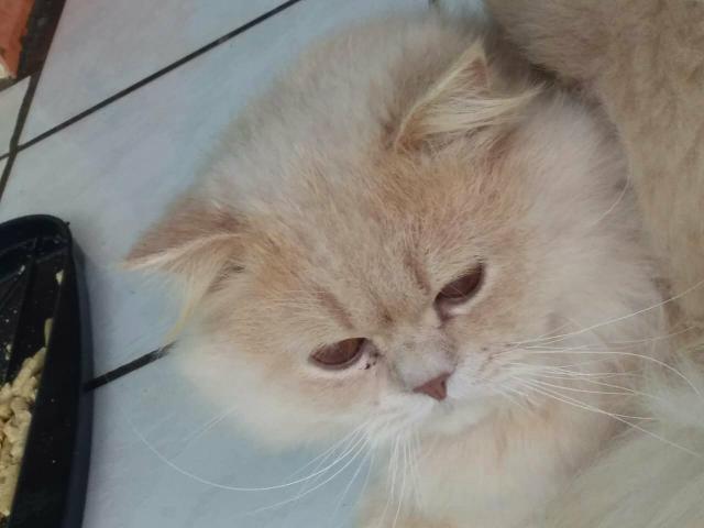 Vendo lindo gato persa