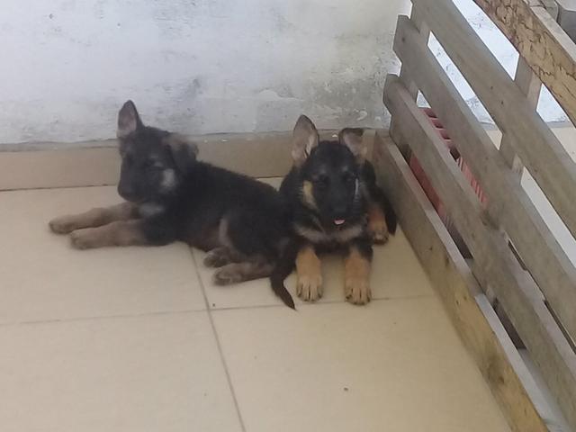 Lindos filhotes de pastor alemão - Foto 4