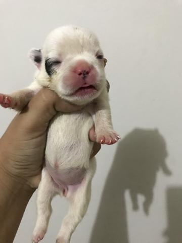 Reserve o presente de natal* Bulldog francês - Foto 2