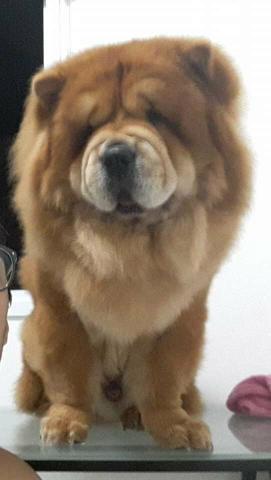 Chow Chow - Foto 2