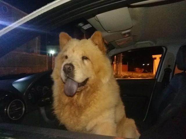 Chow Chow