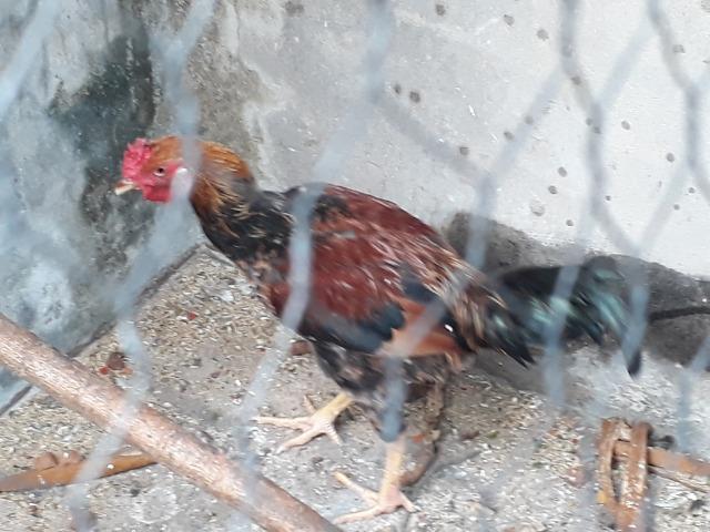 Galo - Foto 4