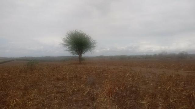 Ótima propriedade de 120 hectares, 70% plana, em Gravatá-PE. Por apenas R$ 780 mil! - Foto 10