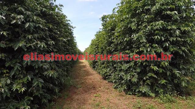 Fazenda de café - 110.000 pés - Patrocínio - MG - Foto 8