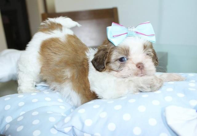 Lindíssima fêmeas shihtzu mini e micros - Foto 4