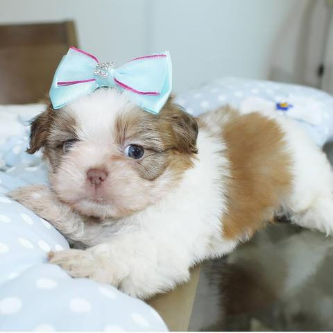Lindíssima fêmeas shihtzu mini e micros - Foto 5