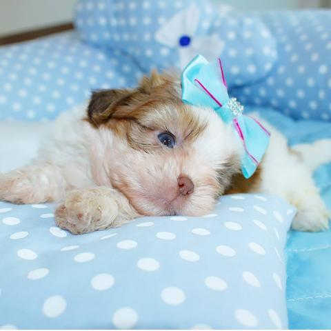 Lindíssima fêmeas shihtzu mini e micros - Foto 3
