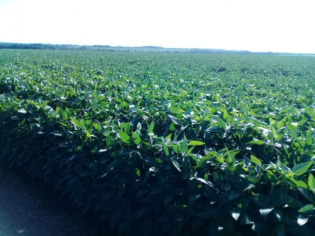 Excelente fazenda - Foto 4