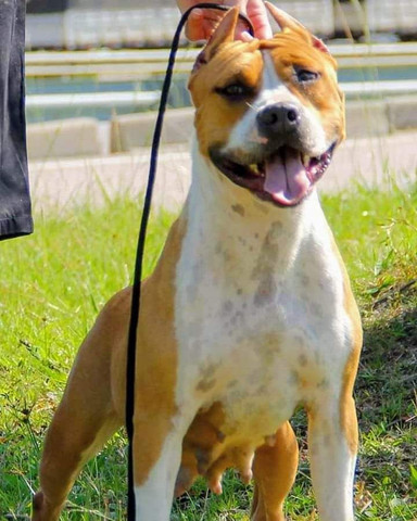 Invictos AST Kennel - American Staffordshire Terrier - Foto 5