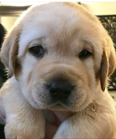 Os mais charmosos filhotes de labrador esperando vc