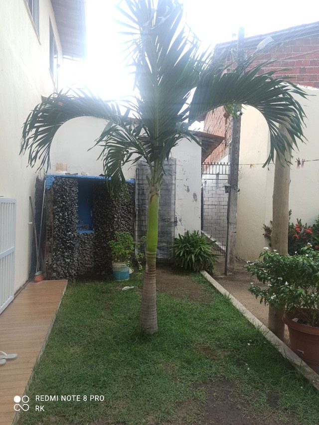 Palmeira Veitchia Merrillii - Foto 2