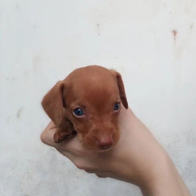 Filhotes Dachshund Olhos Claros Legítimo Salsicha 12X No Cartão  - Foto 3