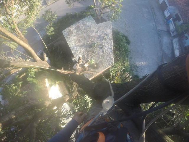 Trabalhamos com poda de árvores limpeza de terrenos e remoção de resíduos  - Foto 2