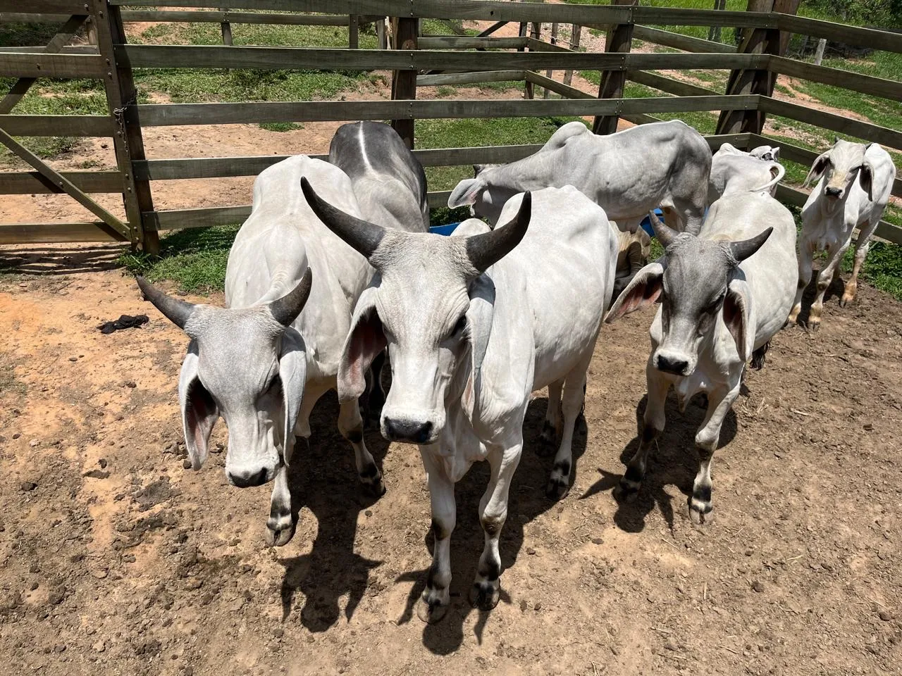 Vende-se lote de GUZERÁ excelente procedência 