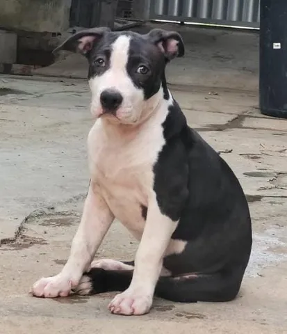 Olx american best sale staffordshire terrier