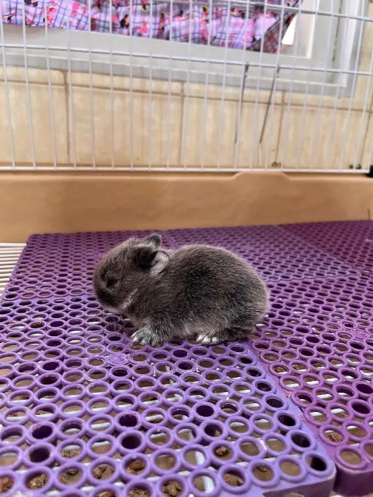 Coelho Netherland Dwarf  - Foto 2