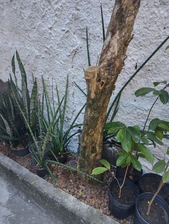 Mudas de plantas no vaso, mudas de orquídea pingo de ouro - leia a descrição  - Foto 5