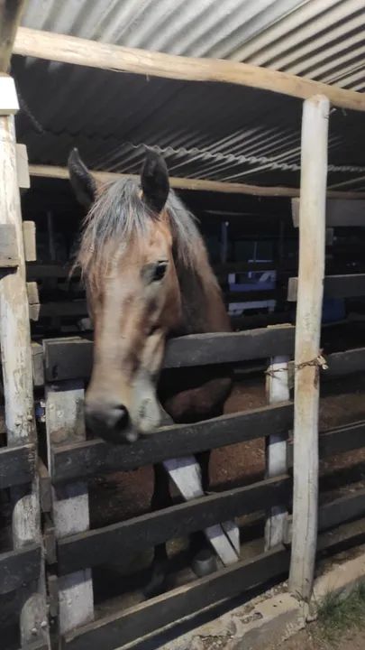 Égua Mangalarga - Foto 2