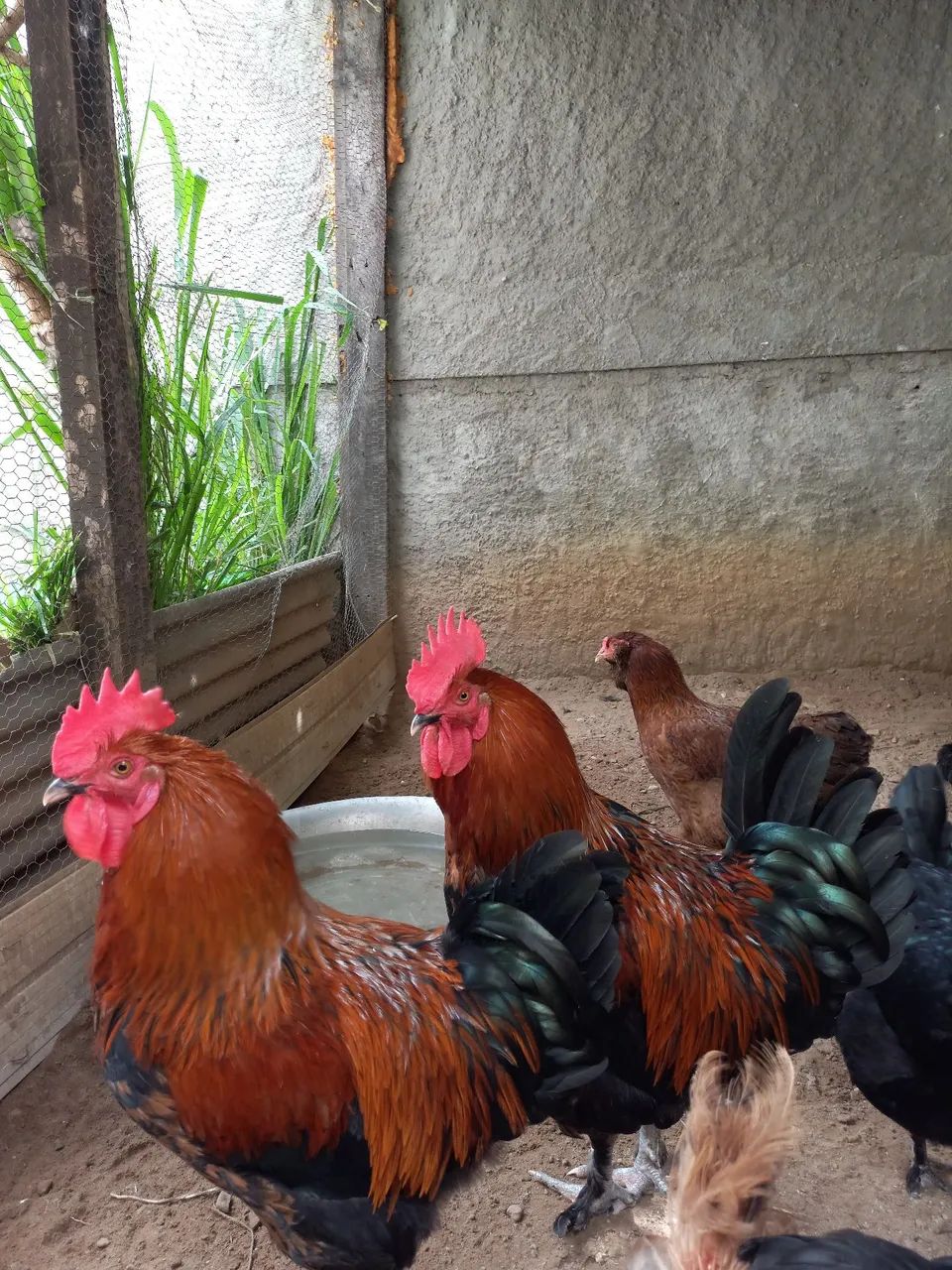 Galinhas Marans (ovos galados)