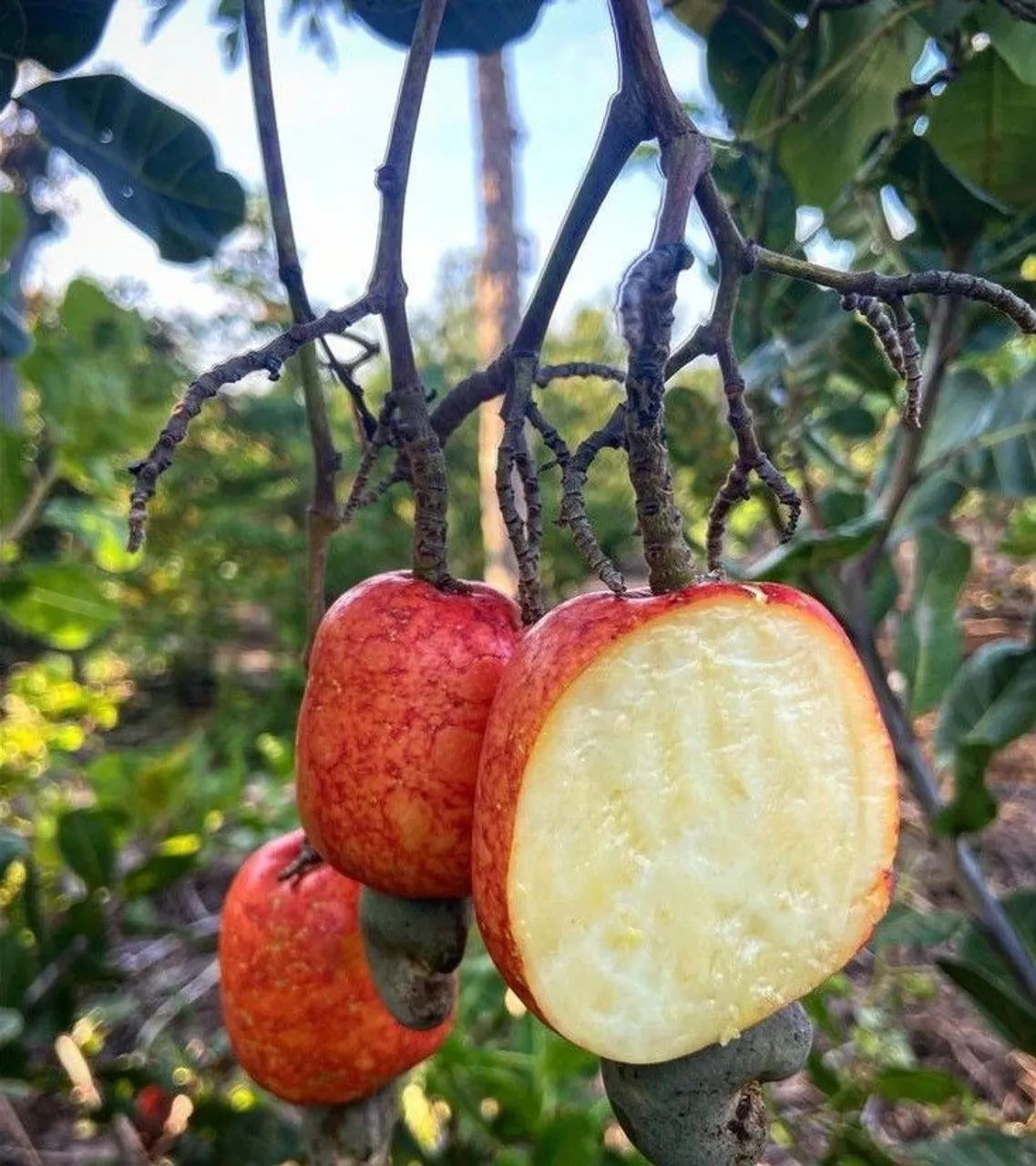 Frutifera Mudas de Cajú Anão P/vasos