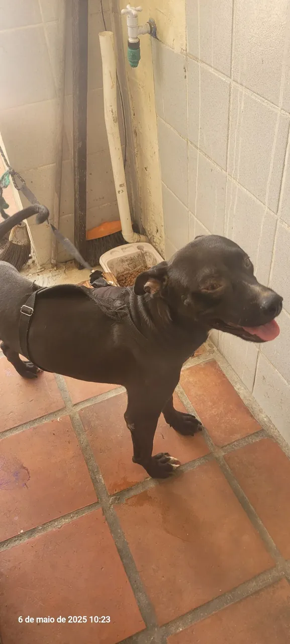 Cão Pitbull para adoção