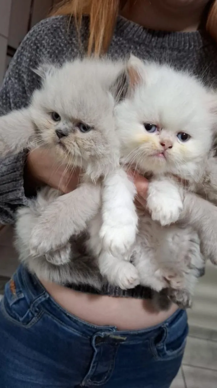 Gato persa macho 
