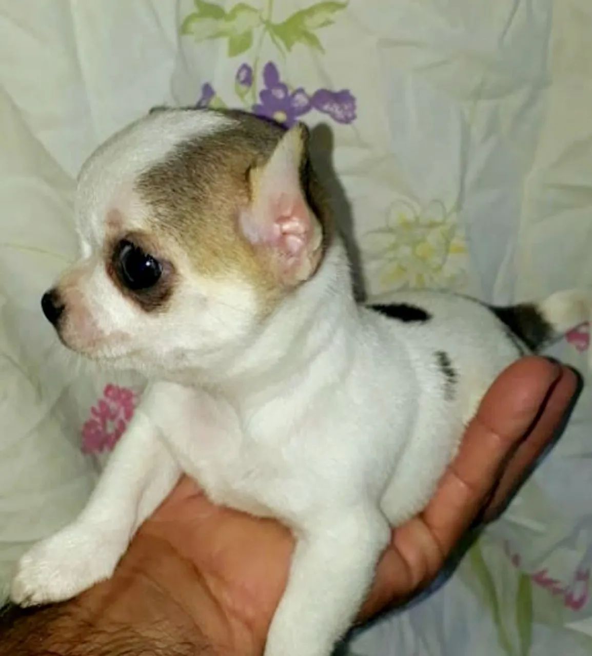 Chihuahuas  - Foto 3