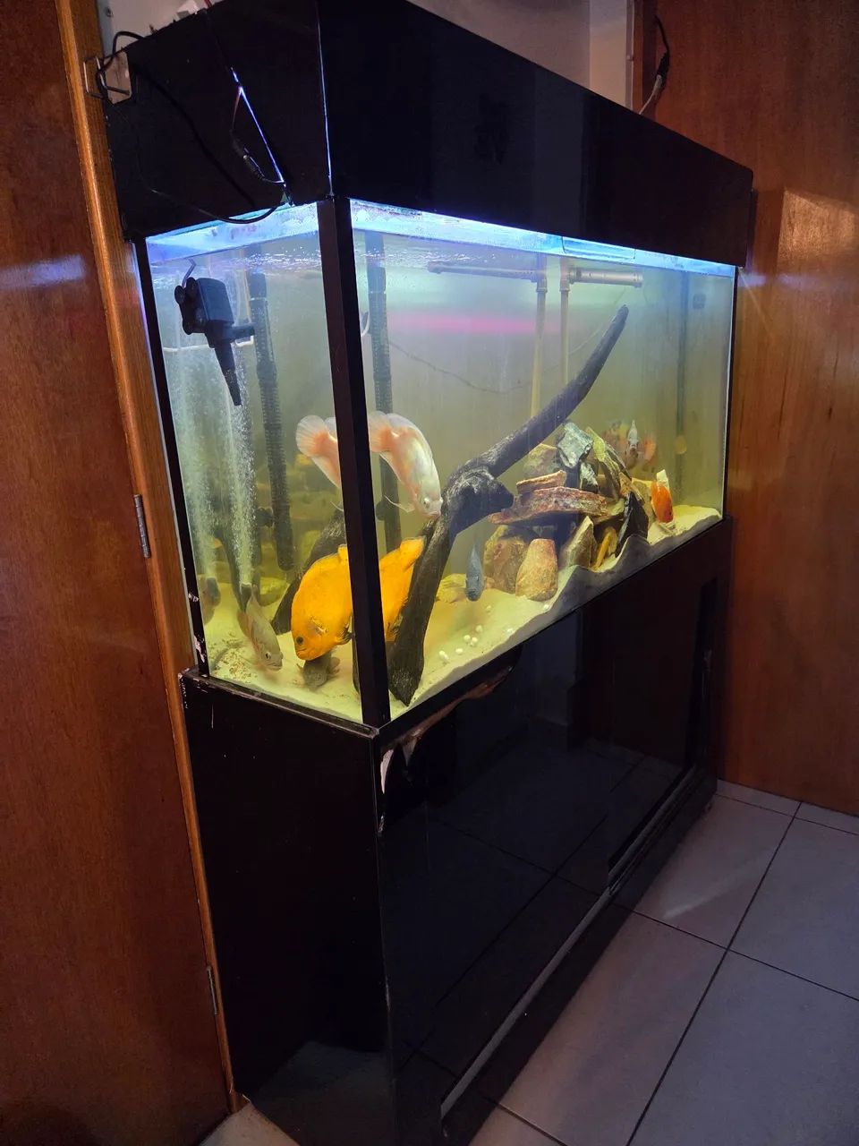 Aquário completo, com móvel 