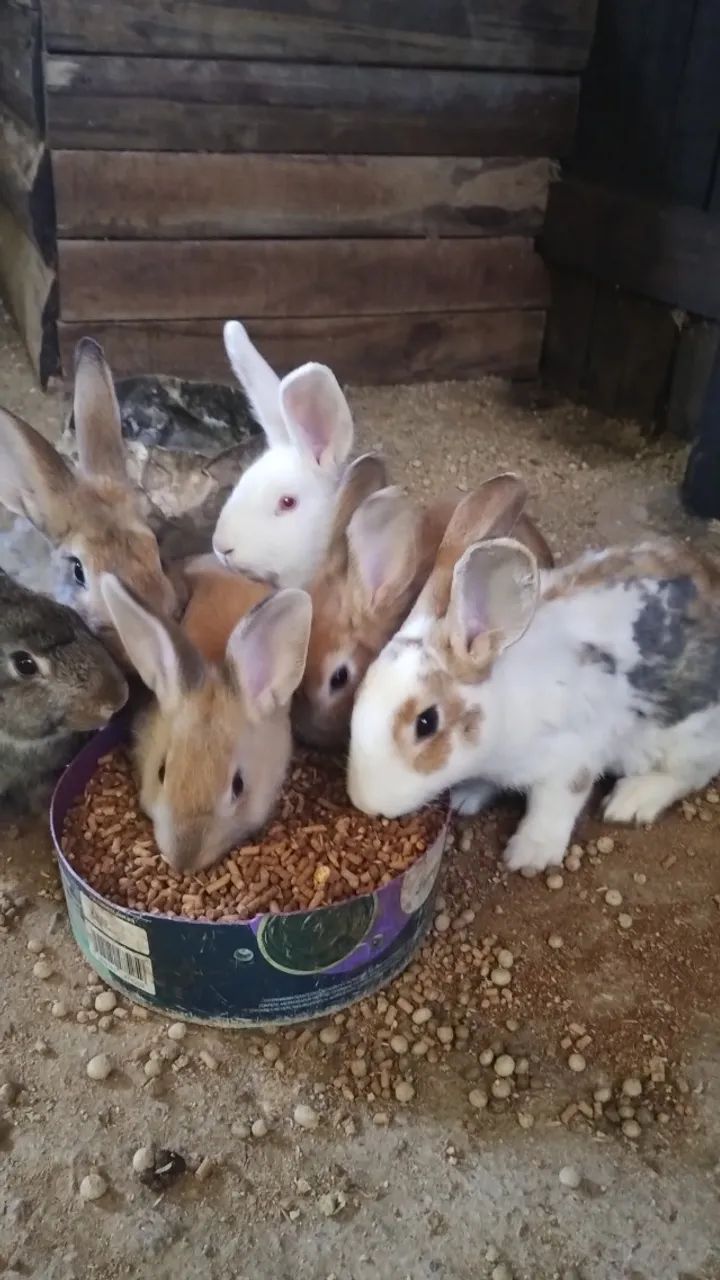 Coelhos64650879248641120