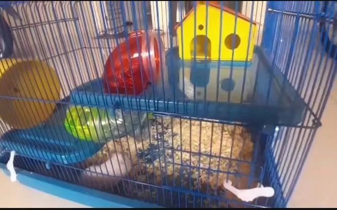 Gaiola para hamster em ótimo estado - Foto 2