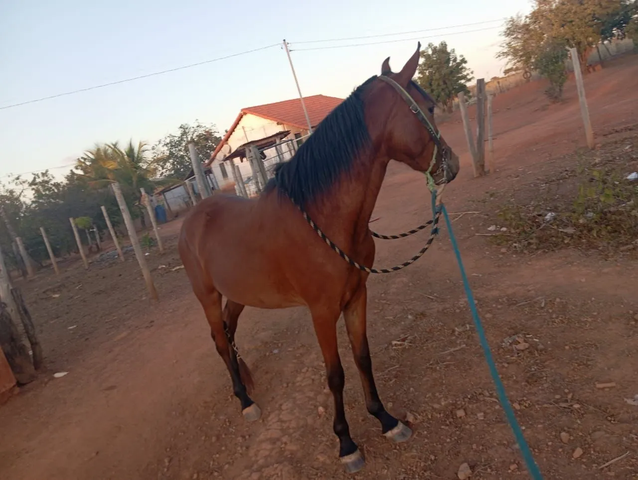 Égua macha batida