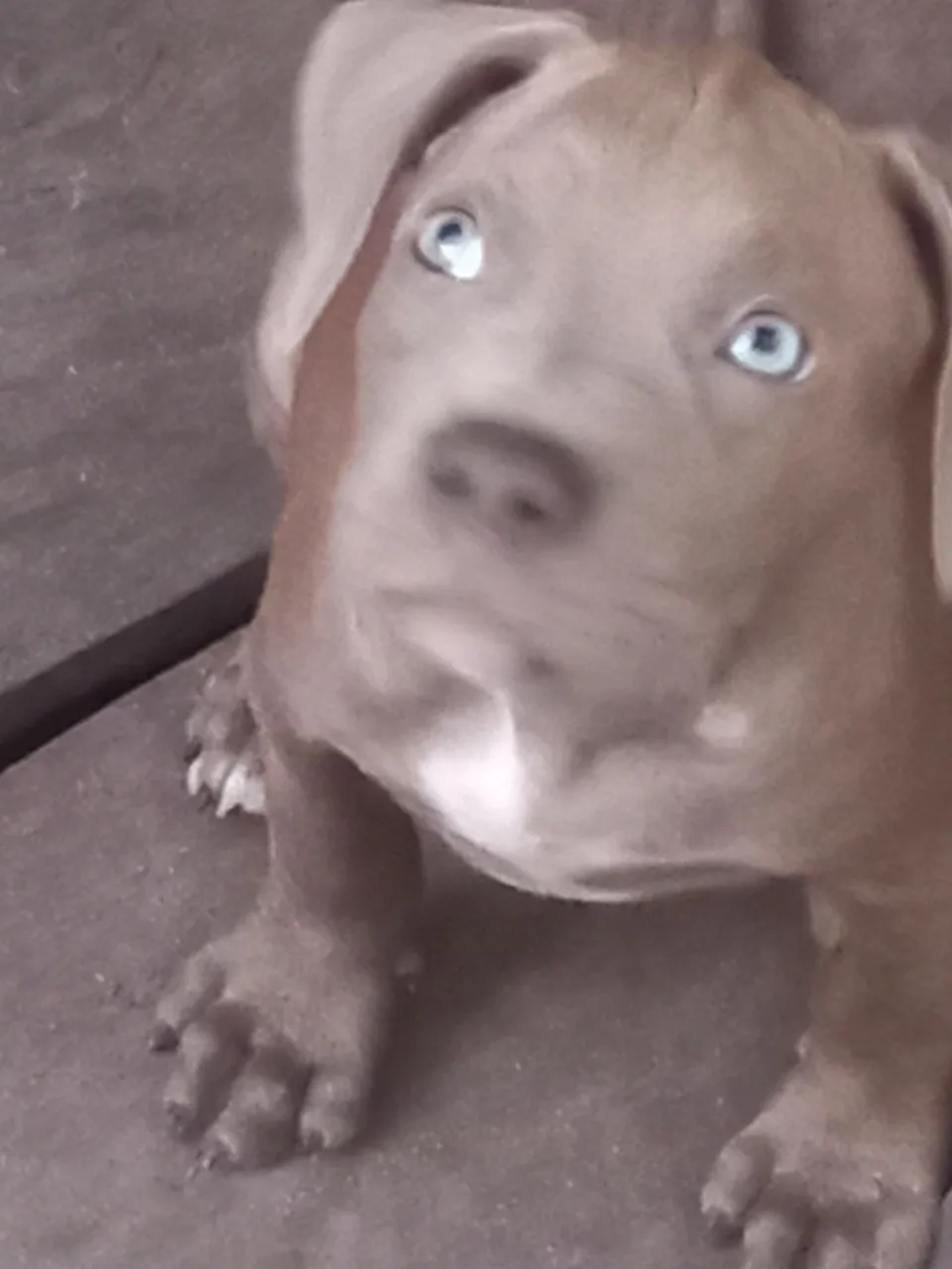 Filhote de Pitbull com olhos azuis