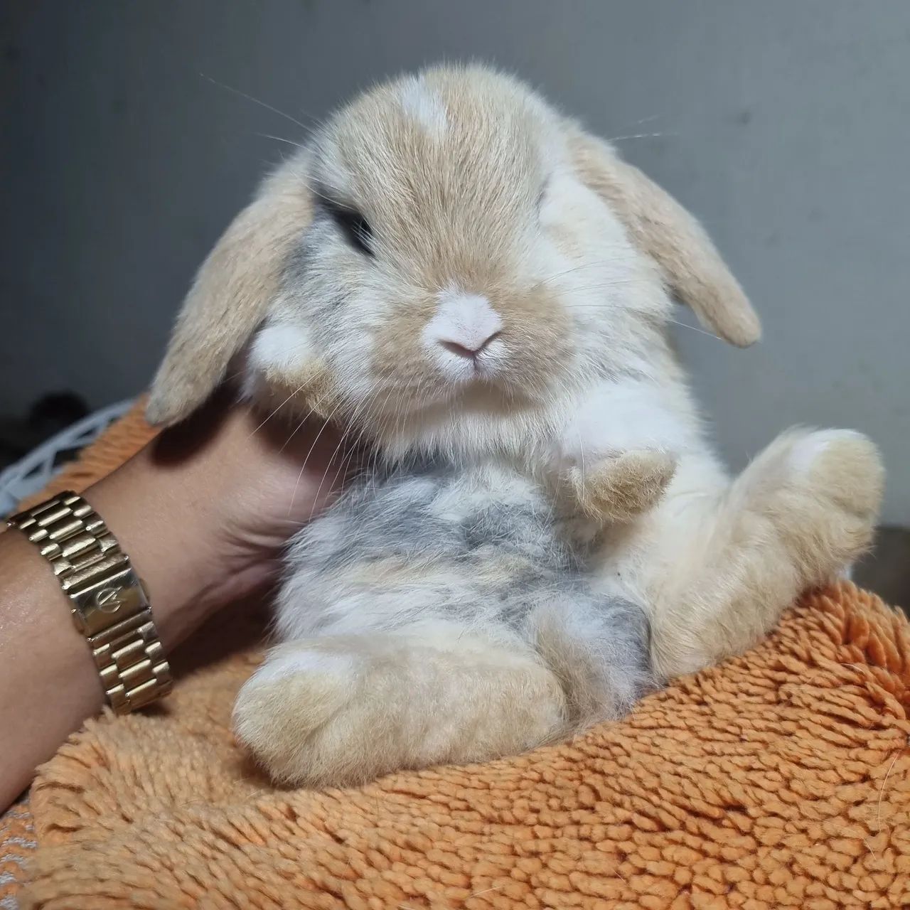 Mini lop  coelho - Foto 3